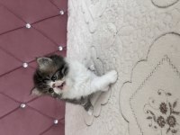 Kendi kedimizin yavrusu