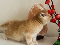Eşsiz güzellikteki golden british shorthair yavrumuz