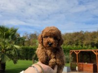 Poodle Çiftliğinden Red Brown Toy Poodle Bebeklerimiz