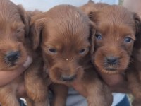 EN TATLİ MALTİPOO BEBEKLER BURADA