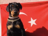 Harika Anatomi Üst Kalite Doberman Yavrular