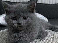 Kaliteli sağlıklı british shorthair yavrular