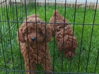 Toy Poodle yavrularımız