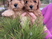 Tüm renklerde orjinal ırk toy poodle yavrular