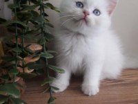 British Shorthair Golden Point Erkek