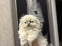 SCOTTISH FOLD LONGHAIR YAVRULARIM 