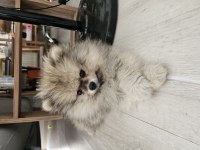 Ponçik Pomeranian Yeni Yuvasını Arıyor