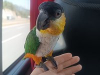 Cana yakın caique (kayık) papağanı