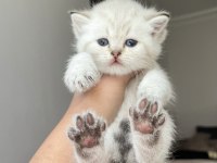 İri Cüsseli British Shorthair Bebekler