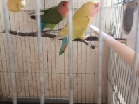 Muhteşem bir takım sevda papağanı isteyene