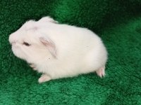 Beyaz coronet ginepig yavrular
