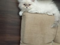 British longhair kedimiz