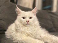 Safkan full scrli beyaz aslan maine coon yavruları