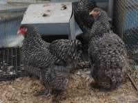 COCO BRAHMA KULUÇKALIK YUMURTA & CİVCİV