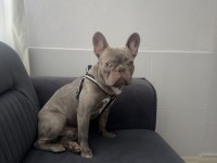 French Bulldog Köpeğimiz