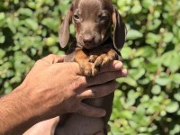 Chocolatte tan yeşil gözlü dachshund yavrumuz