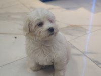 3 aylık erkek maltipoo yavrumuz yeni yuvasına gitmeye hazır