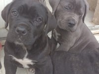 Safkan cane corso yavrular İstanbul da