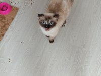 Bu british shorthair güzellere gerçek bakacak kişiler