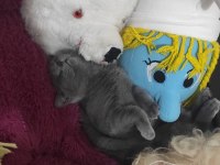8 aylık erkek british shorthair