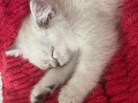 2 aylık yavru british shorthair