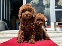 Çok özel redbrown kore toy poodle yavrularımız