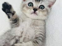British shorthair