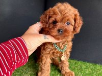 Sevimli Toy Poodle Yavrularımız