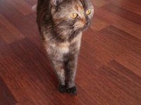 British shorthair çikolata british