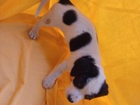 BİRBİRİNDEN GÜZEL FİNO KÖPEKLER