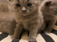 Yavru british shorthair 42 günlük