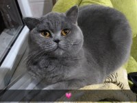 British shorthair kedisi