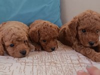 Safkan Toy Poodle bebekler ev üretimi Çorlu