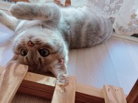 6 aylık kedimi sahiplendiriyorum british shorthair