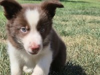 Border Collie Yavruları Aşıları tam