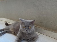 Damızlık british shorthair 3 yaşında