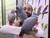 FULL EVCİL ÜST DÜZEY KONUŞAN JAKO PAPAĞANLARIMIZ