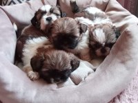Sağlıklı Mükemmel Shih Tzu Yavrularımız