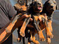 Doberman Dişi Erkek Bebekler 