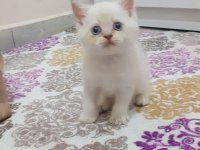 Blue point british shorthair