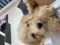 58 günlük poodle