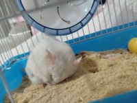 Yavru hamster