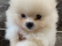 Teacup pomeranian