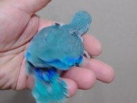 Erkek bebek forpus cep papağanı