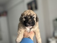 SABLE VE PHANTOM RENK MALTİPOO F2 BEBEKLERİM
