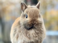Netherland dwarf cüce tavşan yavruları