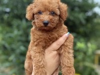 KUYRUKSUZ TEACUP ERKEK POODLE