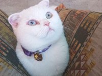 9 aylık scottish fold