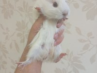 Ginepig bebekler