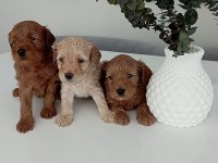 Toy poodle kalitesinde maltipoo yavrular